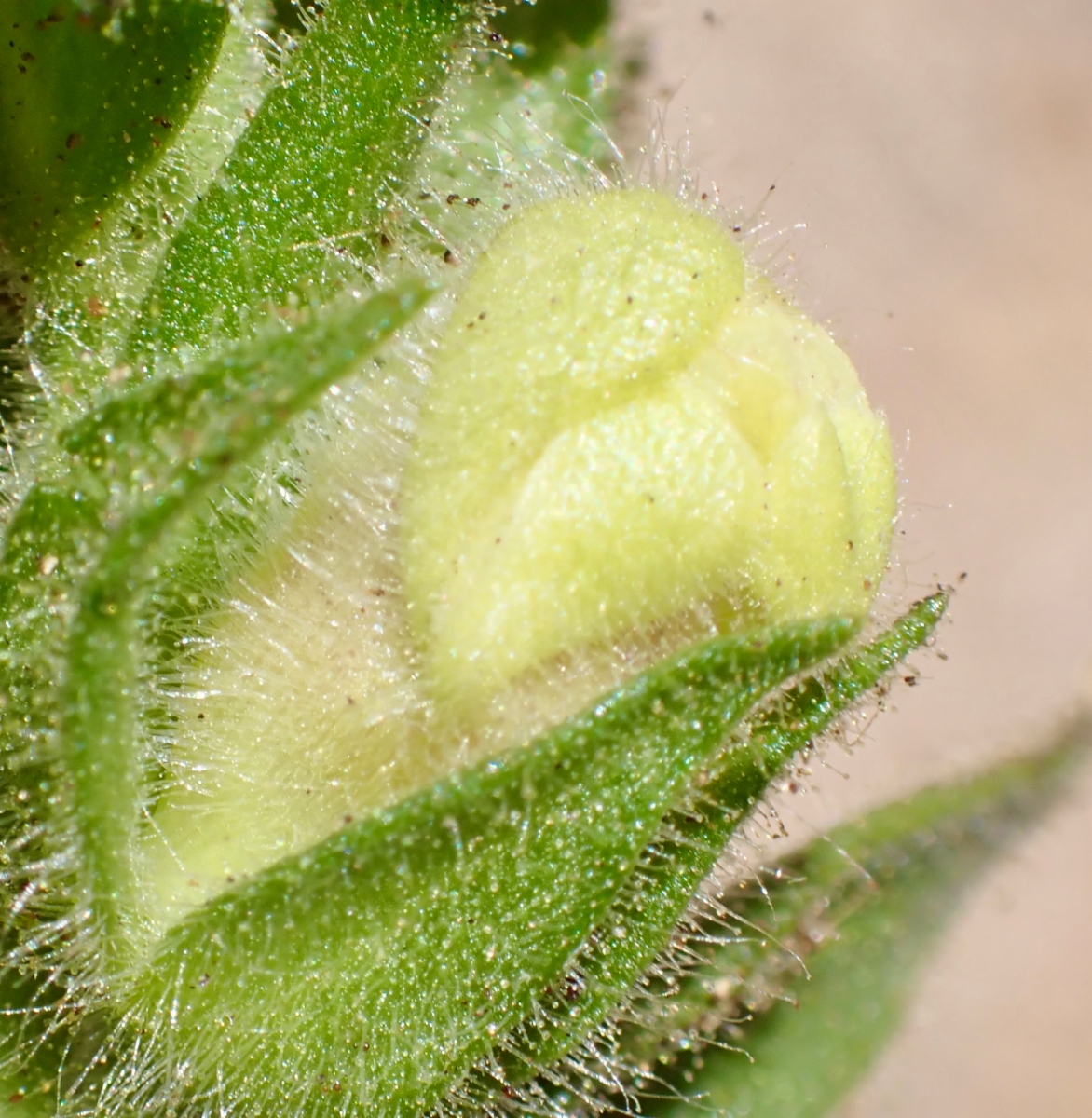 Antirrhinum thompsonii