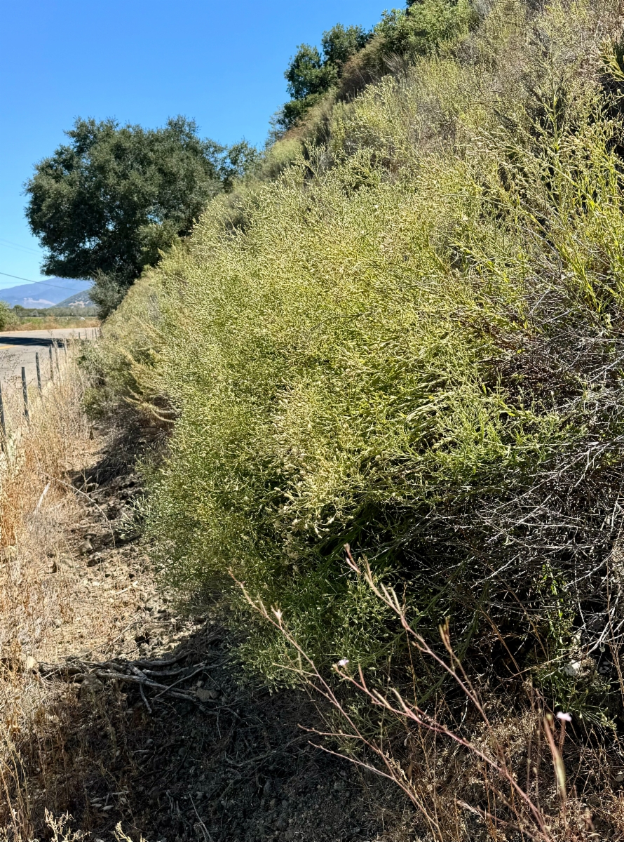 Baccharis plummerae ssp. plummerae