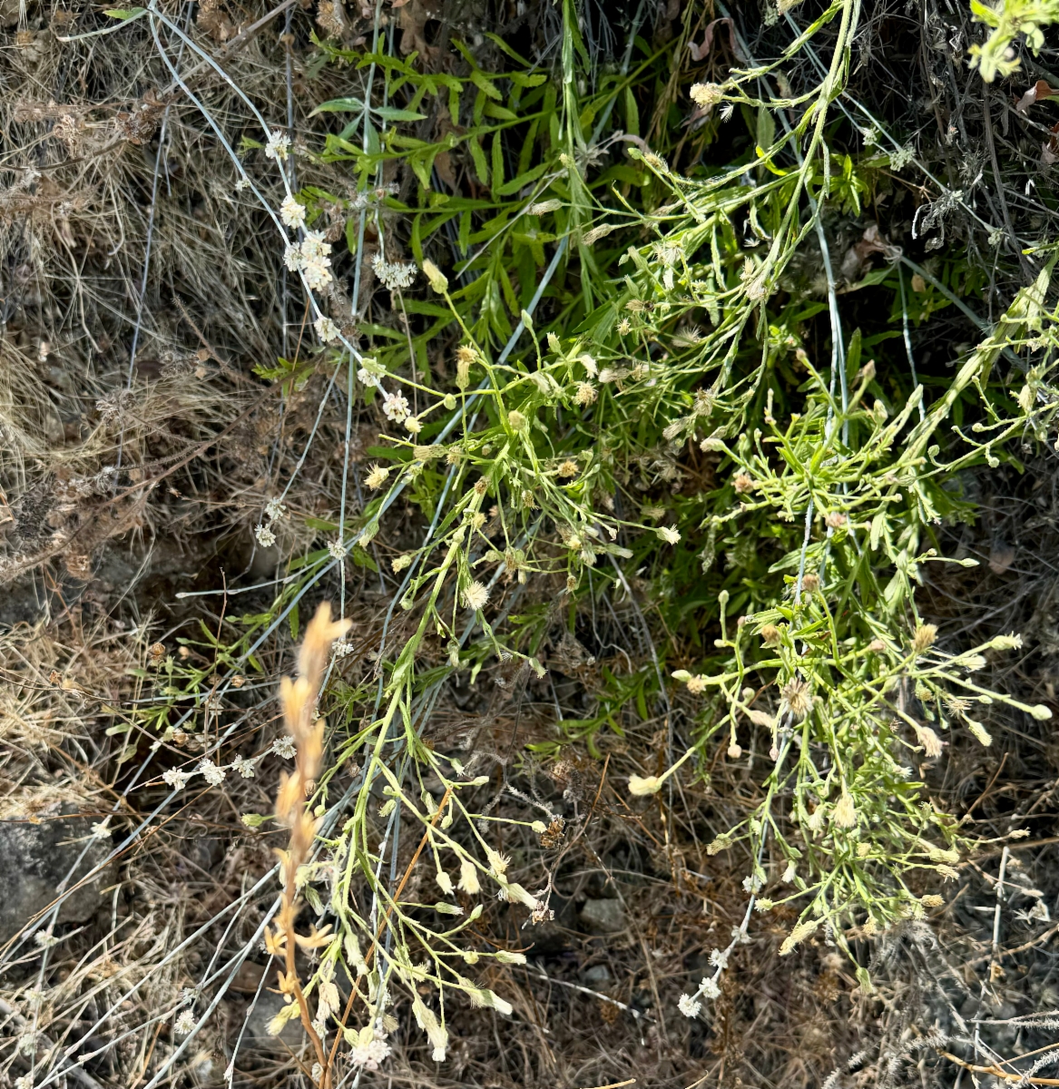 Baccharis plummerae ssp. plummerae