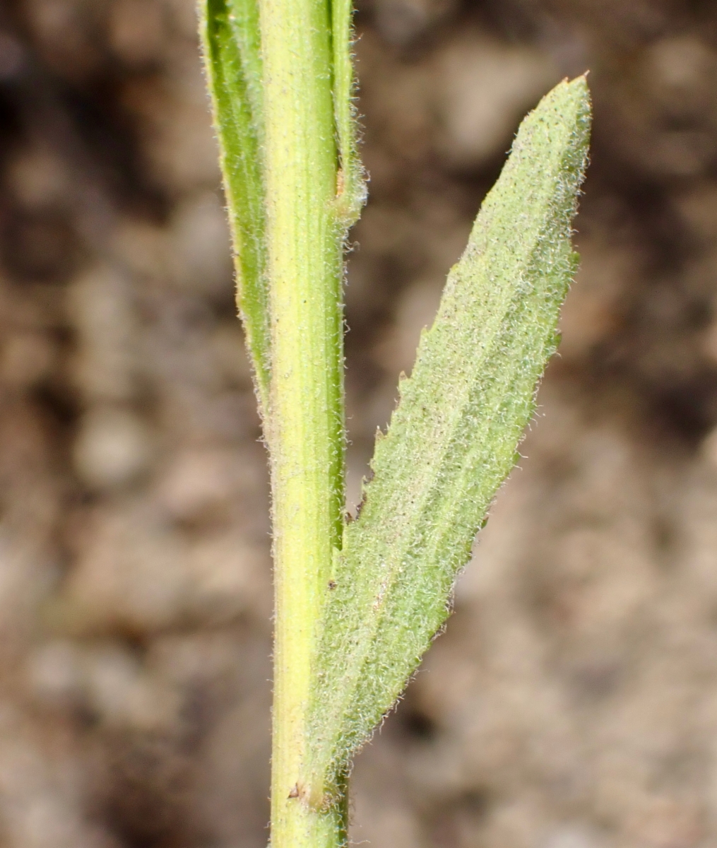 Baccharis plummerae ssp. plummerae