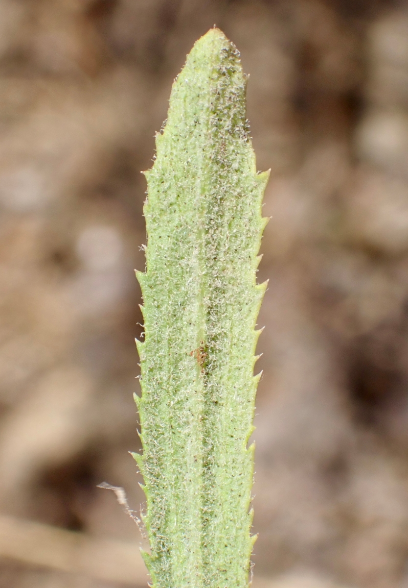 Baccharis plummerae ssp. plummerae