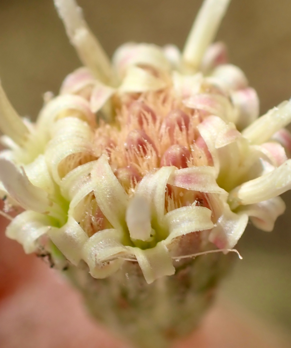 Baccharis plummerae ssp. plummerae