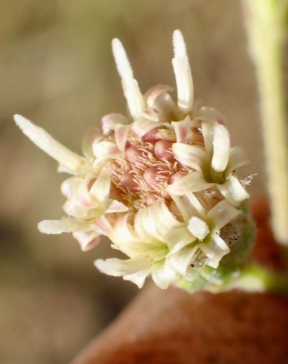 Baccharis plummerae ssp. plummerae