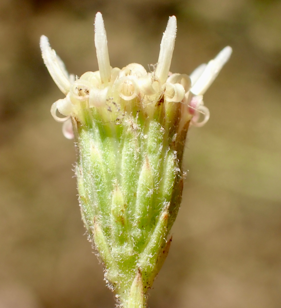 Baccharis plummerae ssp. plummerae