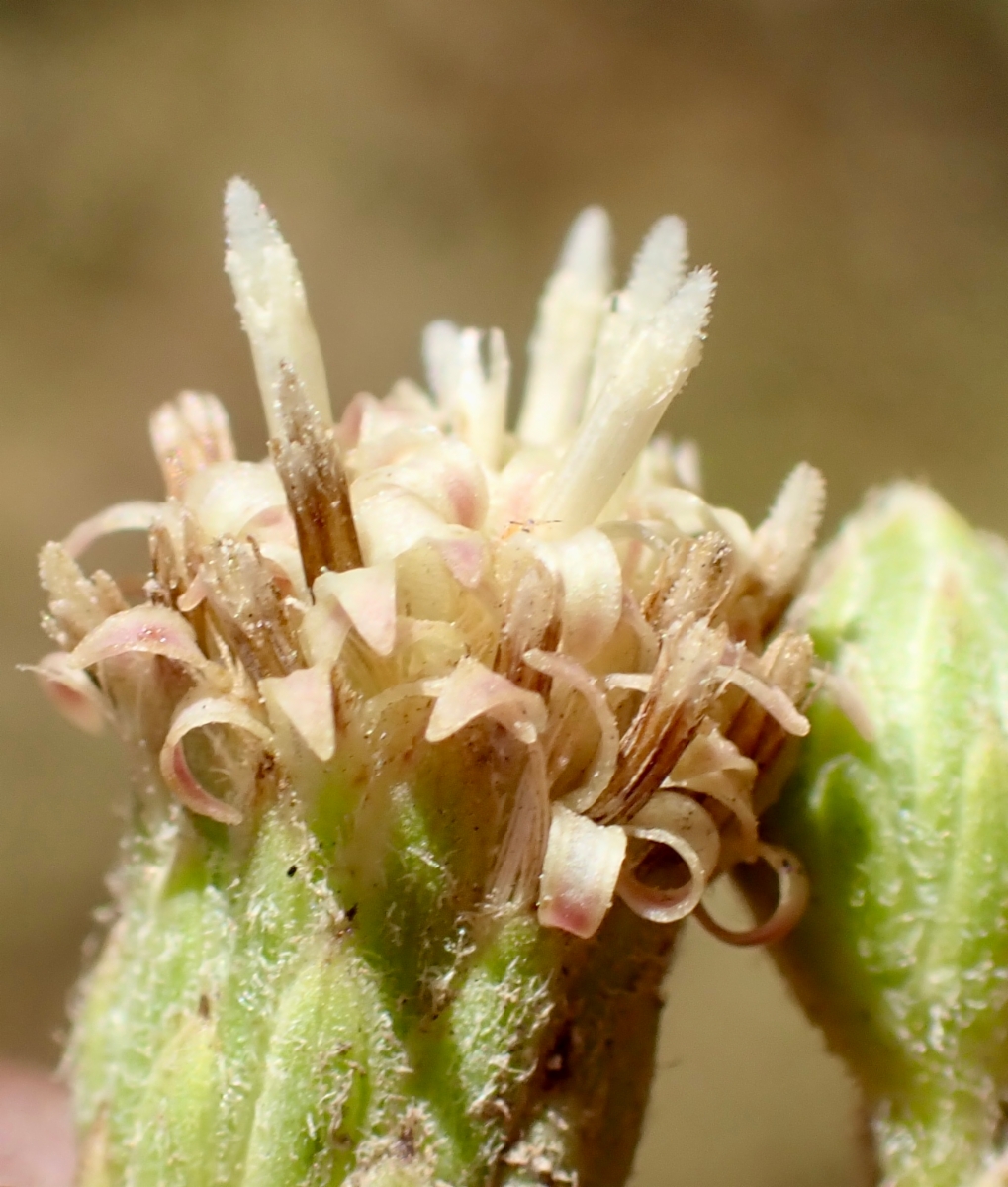 Baccharis plummerae ssp. plummerae