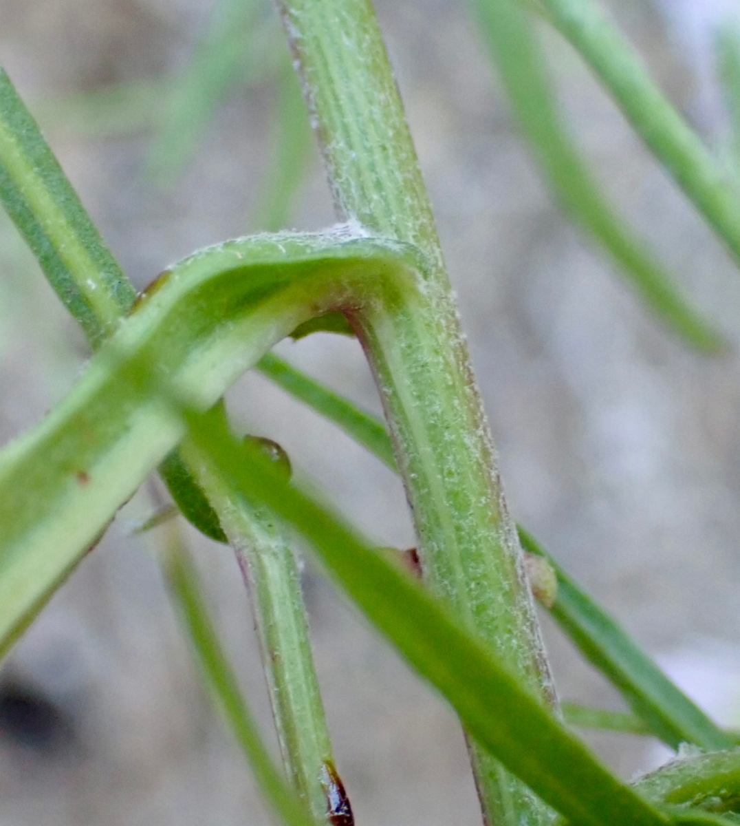 Malacothrix saxatilis var. arachnoidea