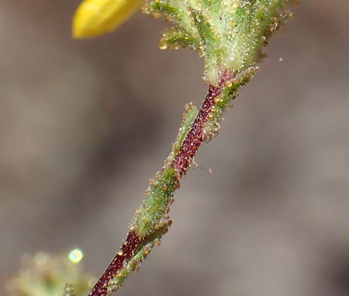 Lessingia pectinata var. pectinata