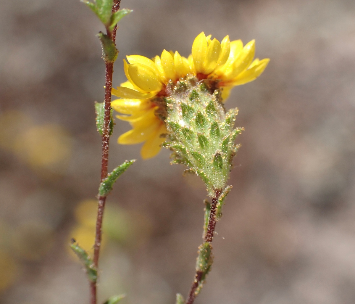 Lessingia pectinata var. pectinata