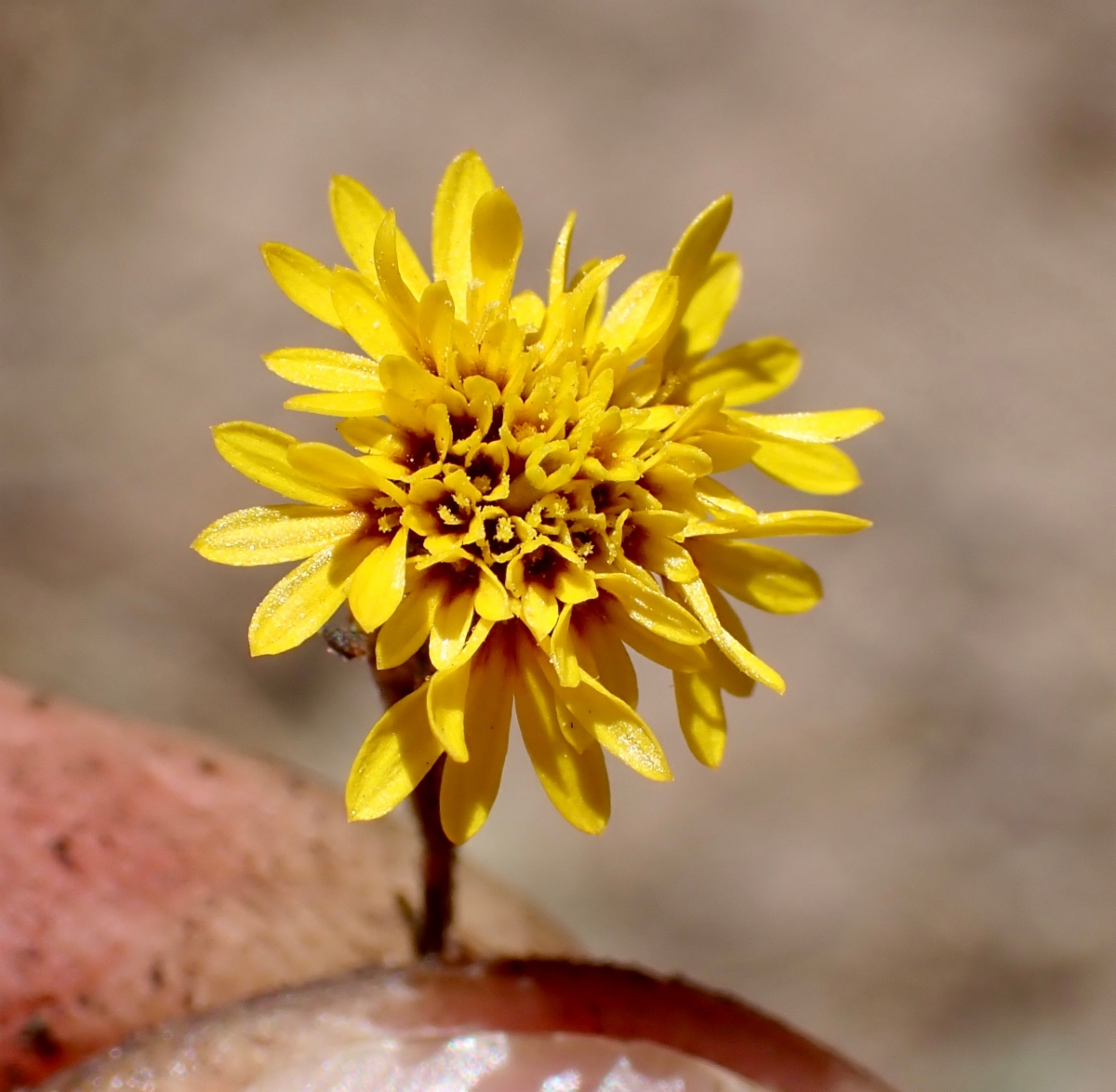 Lessingia pectinata var. pectinata