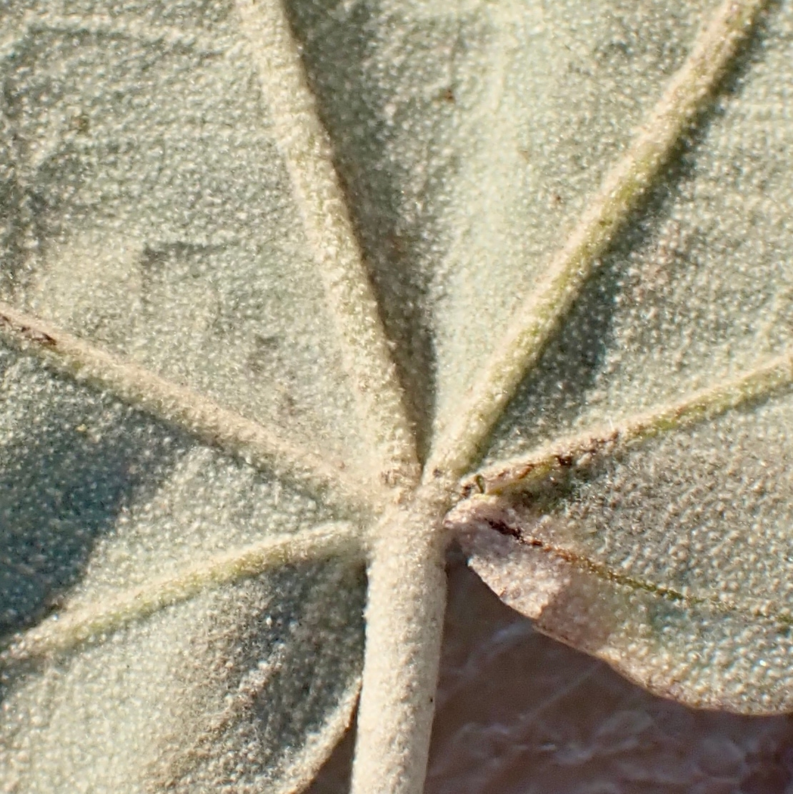 Malacothamnus nuttallii