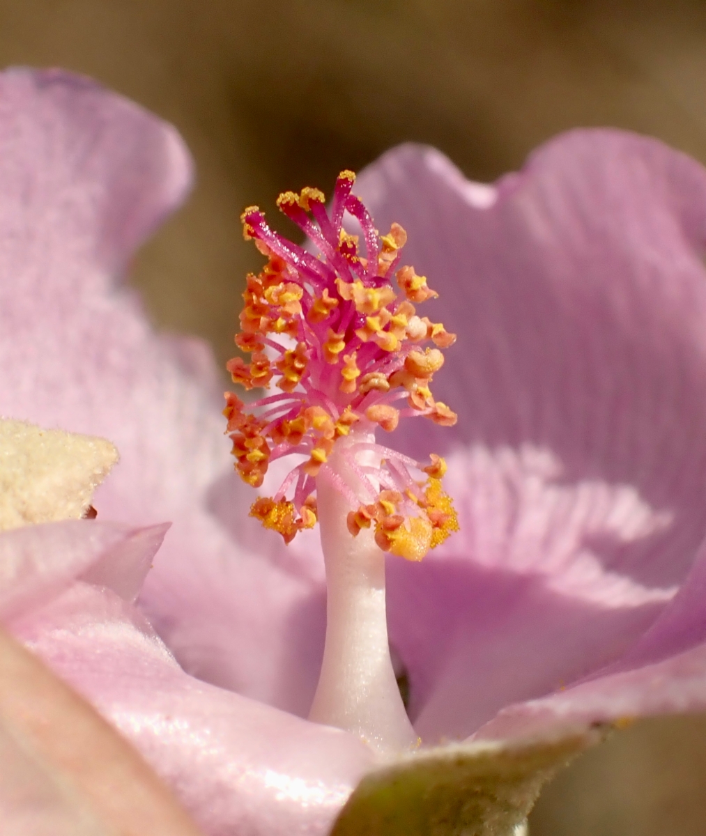 Malacothamnus nuttallii