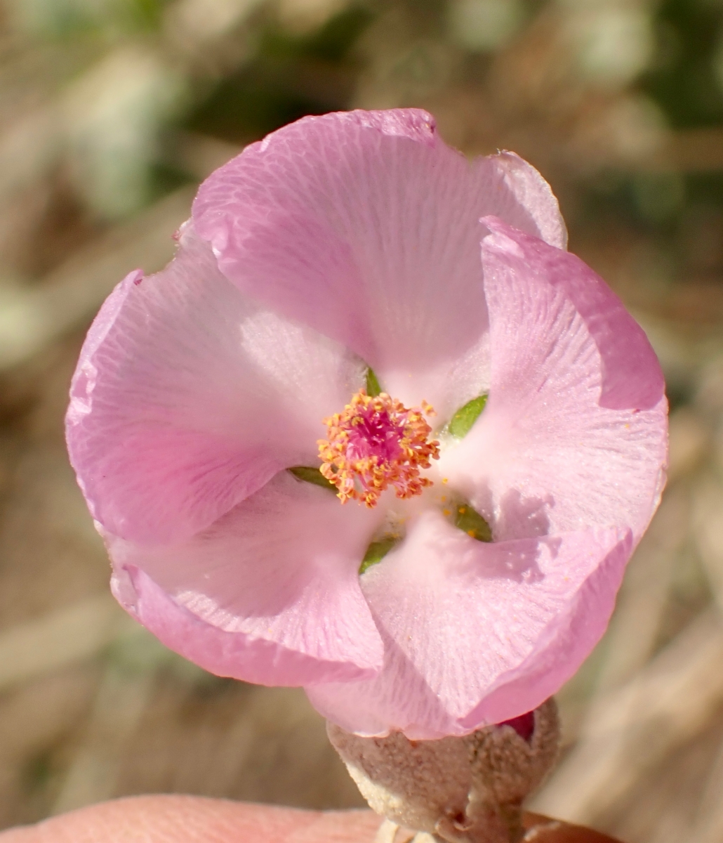 Malacothamnus nuttallii