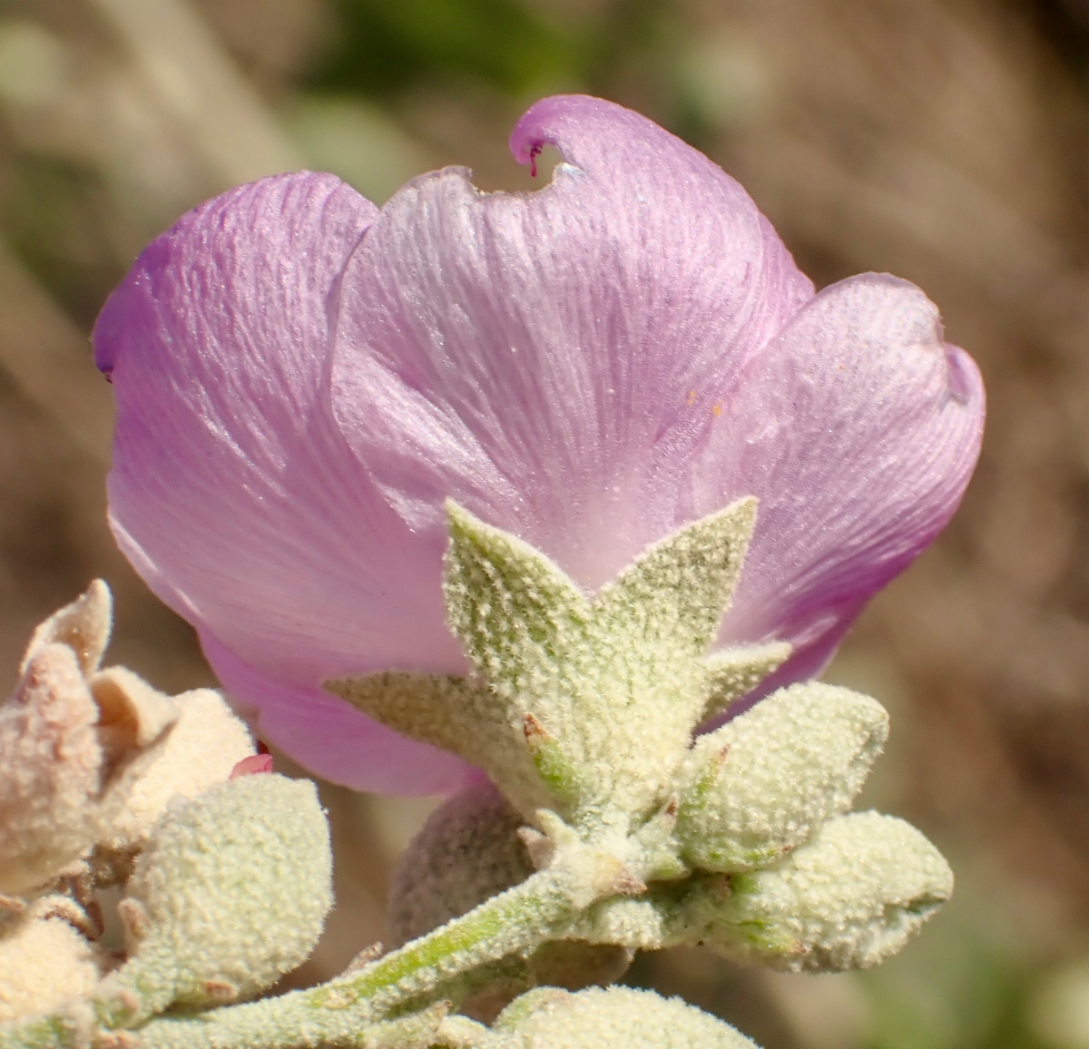 Malacothamnus nuttallii