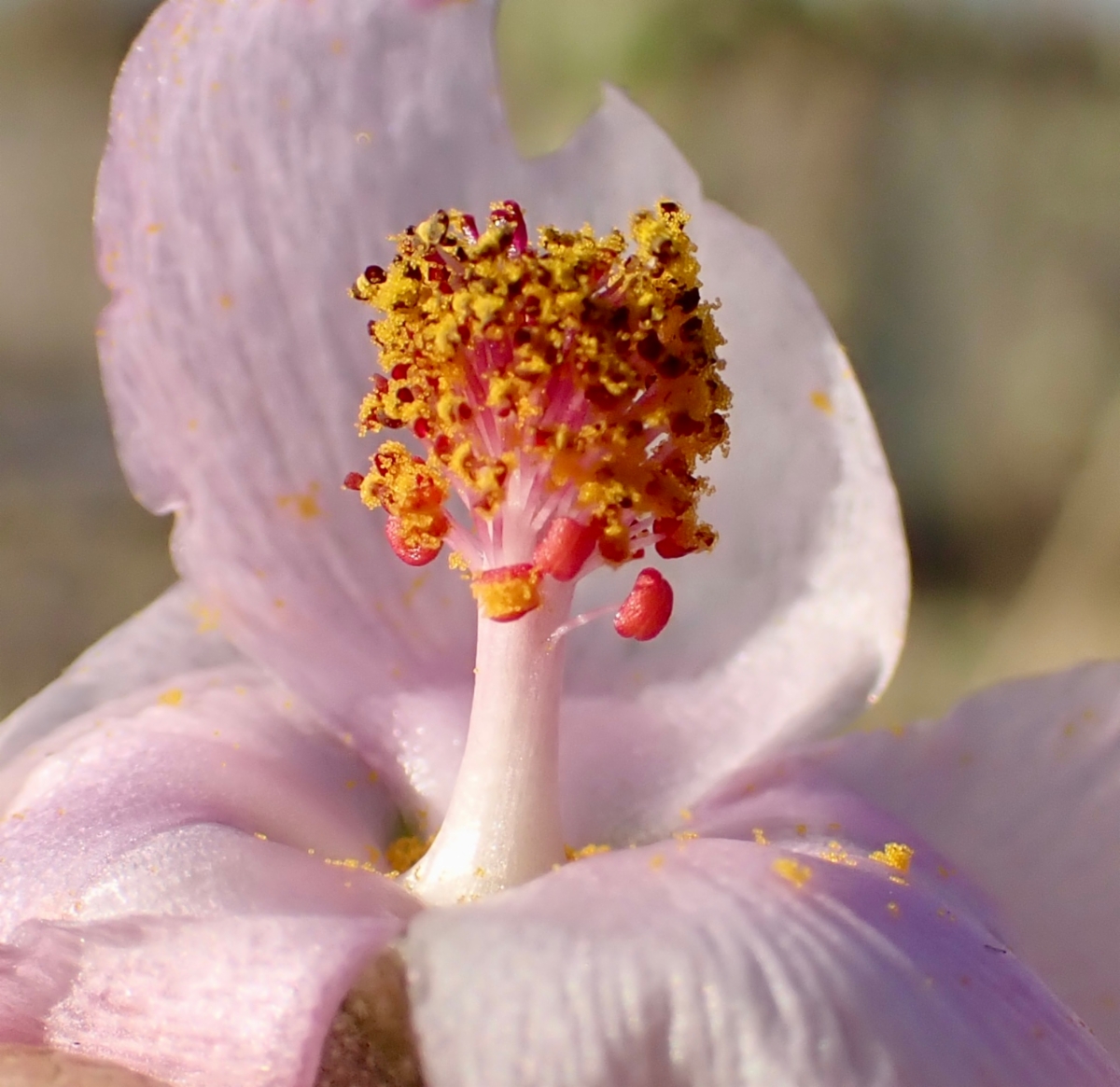 Malacothamnus nuttallii