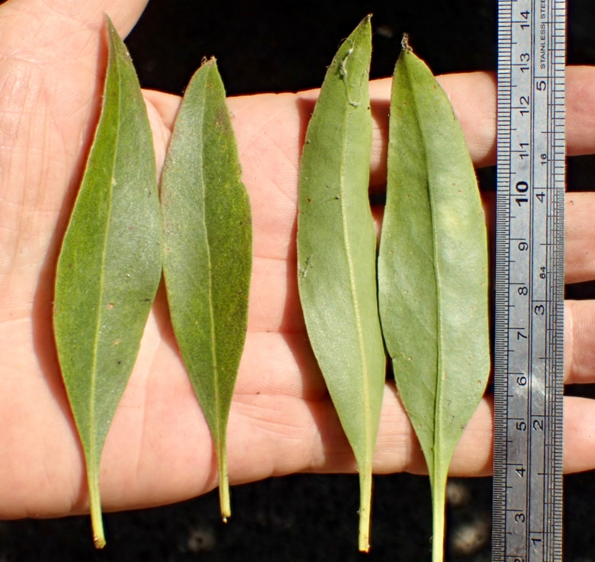 Myoporum laetum