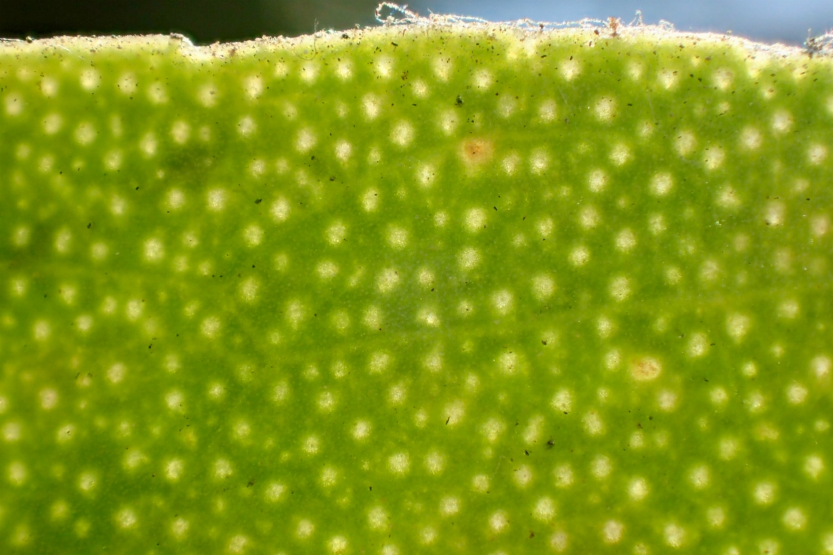 Myoporum laetum