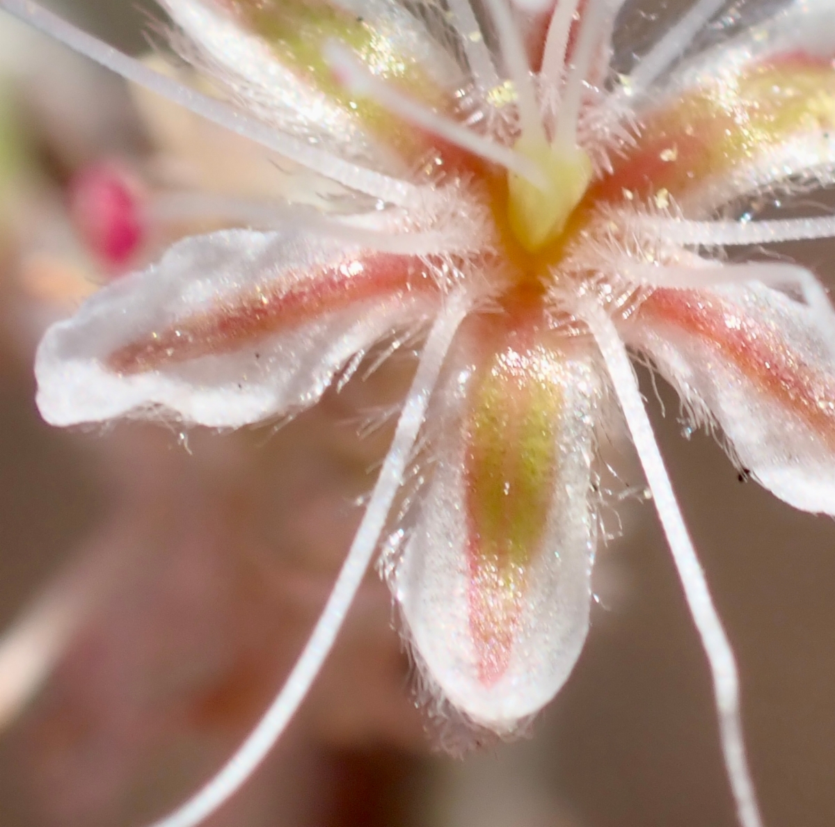 Eriogonum cinereum