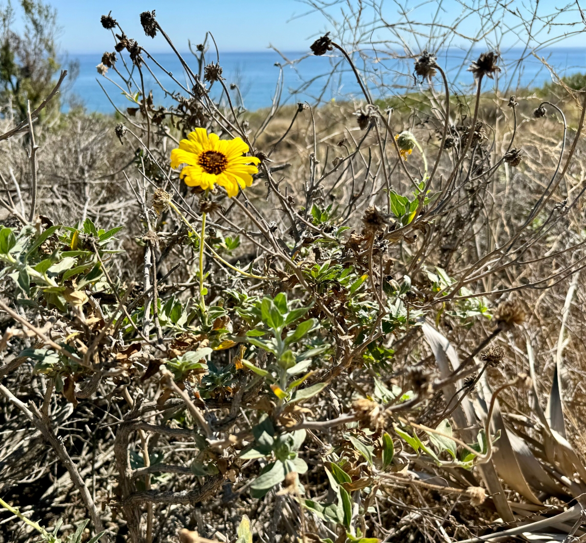 Encelia californica