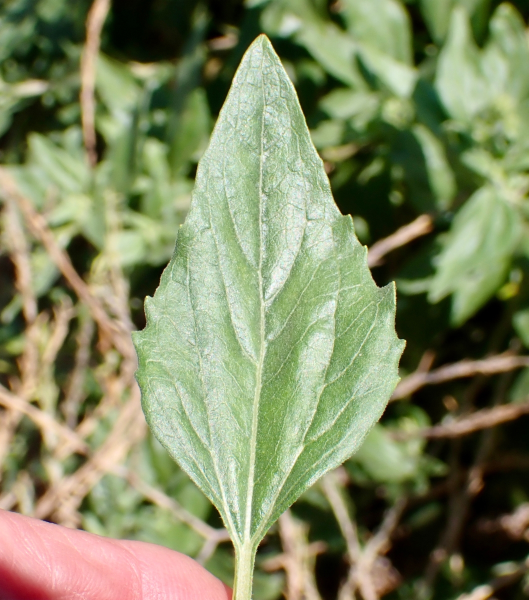 Encelia californica