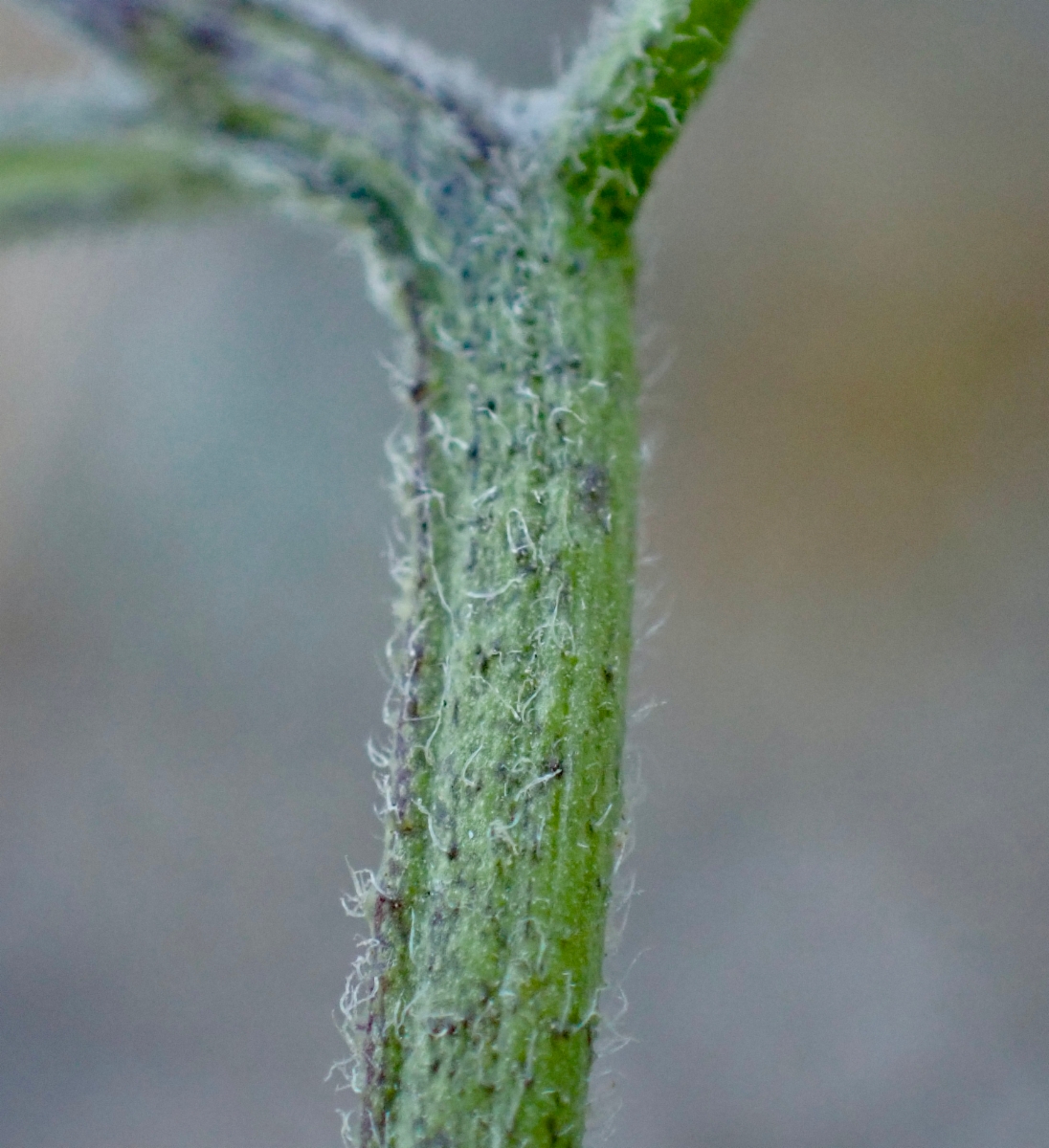 Solanum douglasii