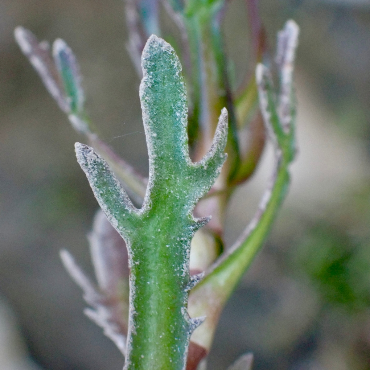 Cotula coronopifolia