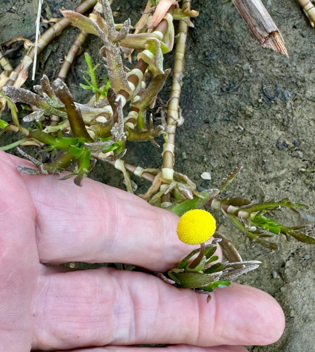 Cotula coronopifolia