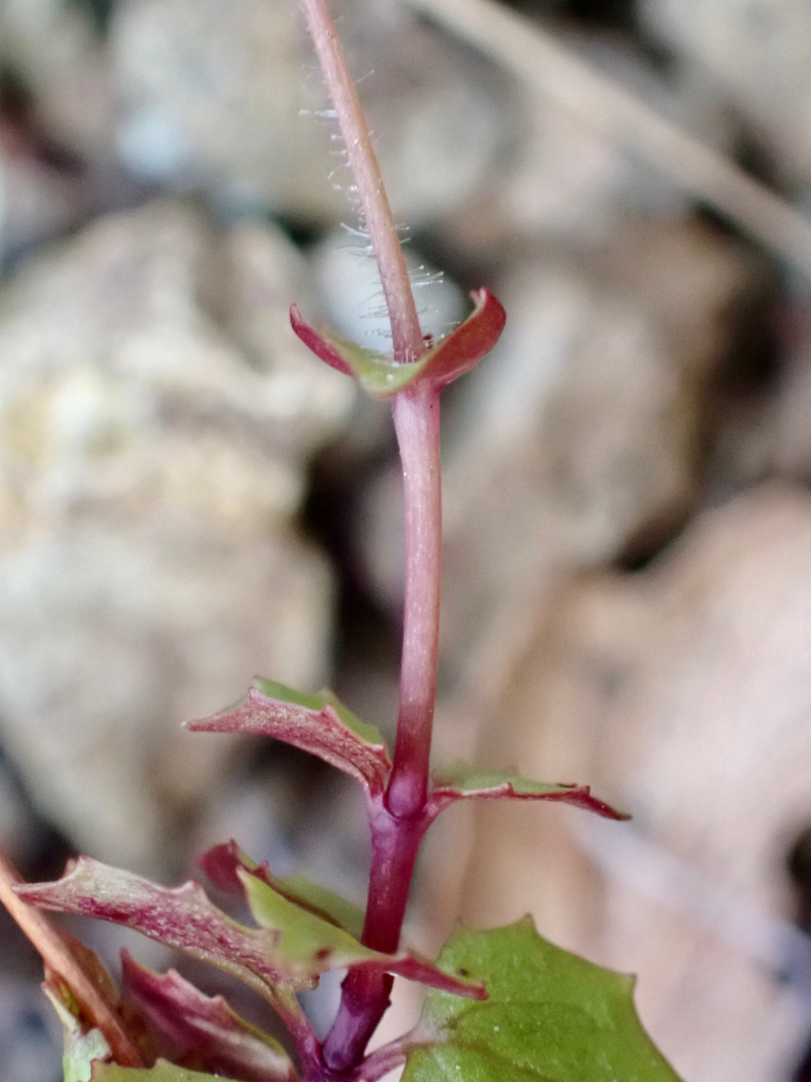 Erythranthe serpentinicola