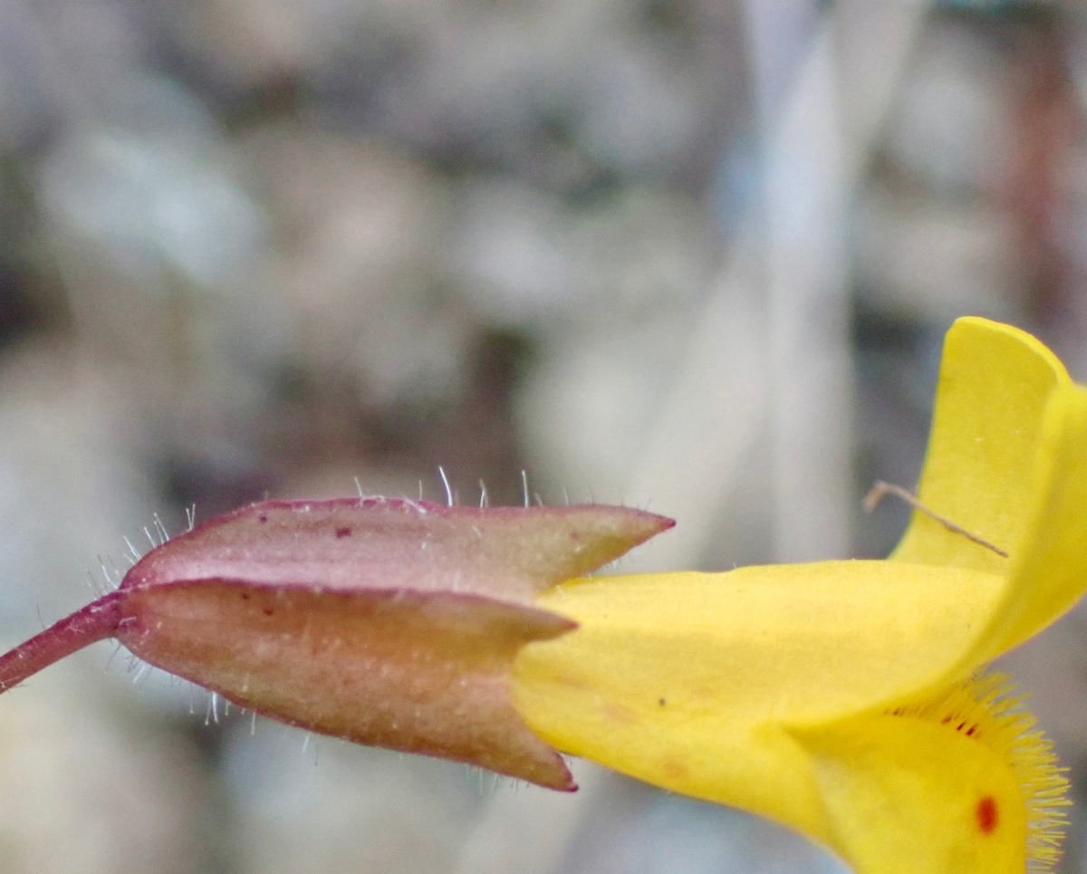 Erythranthe serpentinicola