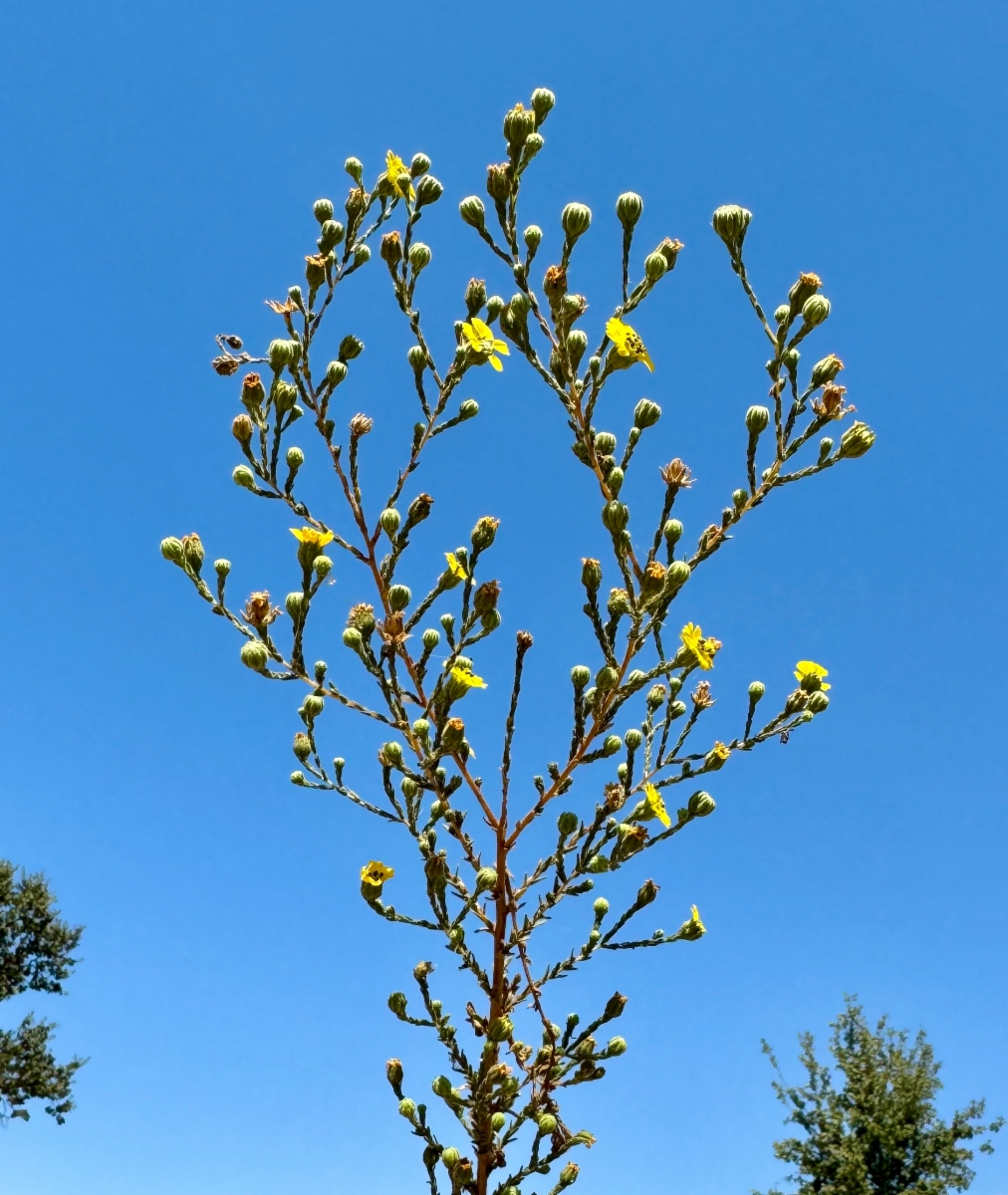 Deinandra paniculata