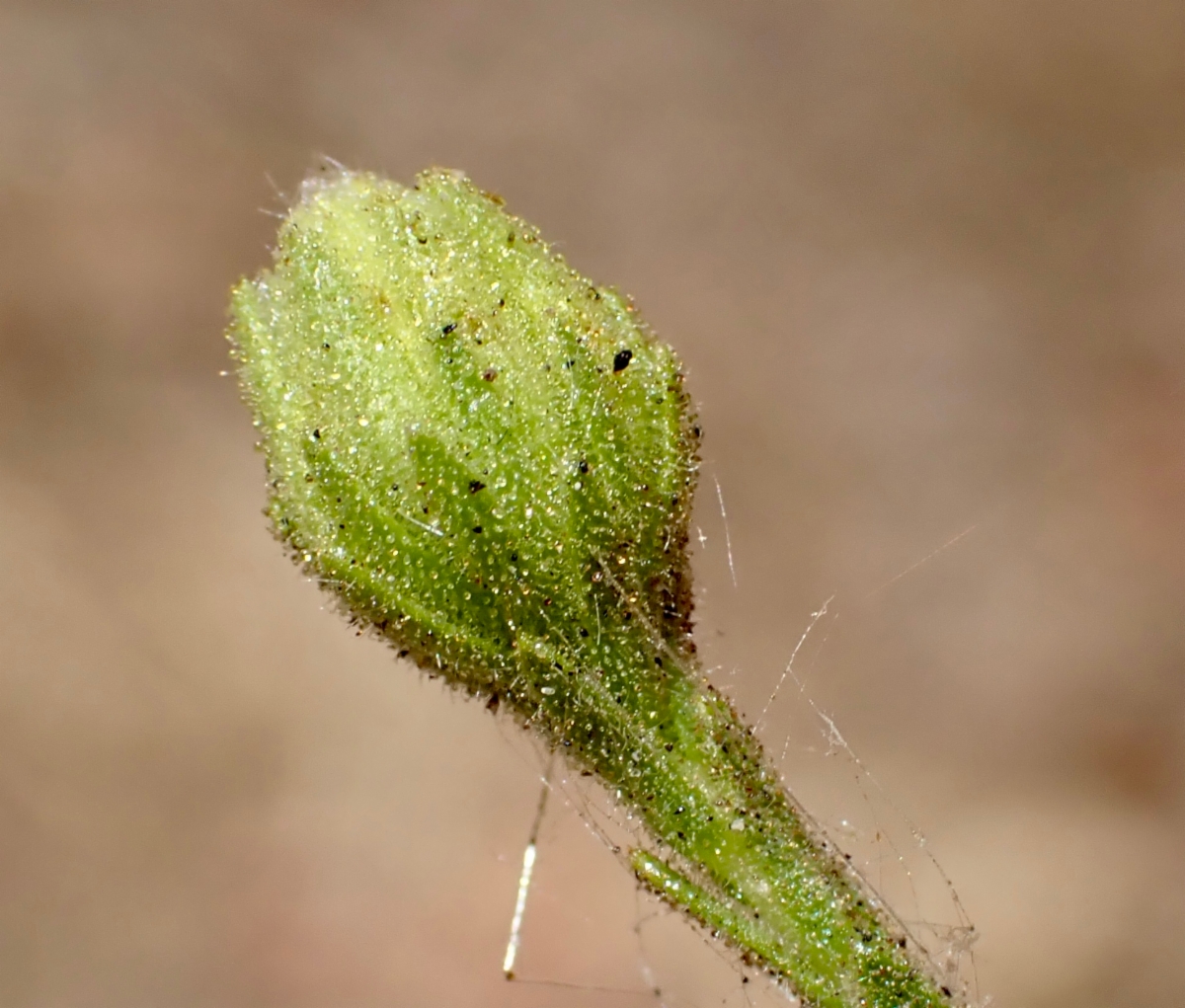 Deinandra paniculata