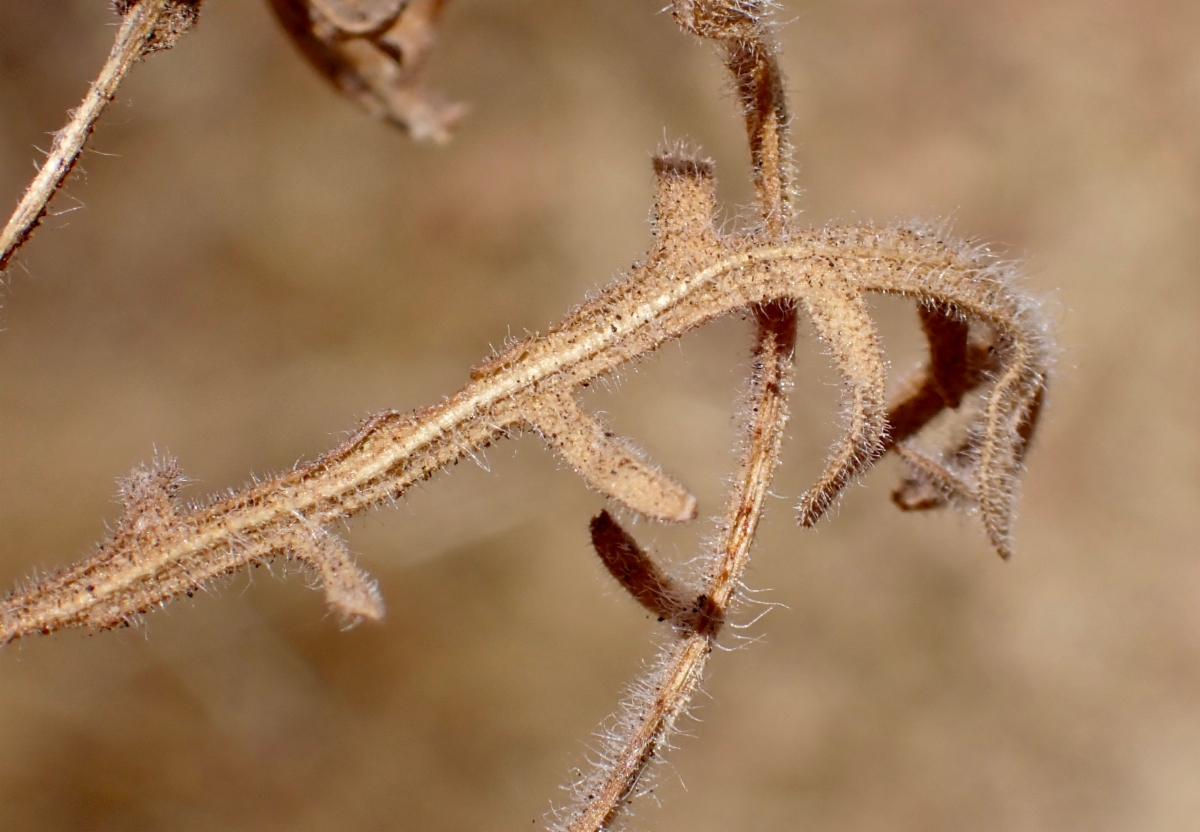 Deinandra paniculata