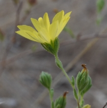 Lagophylla glandulosa