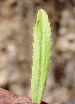 Baccharis plummerae ssp. plummerae