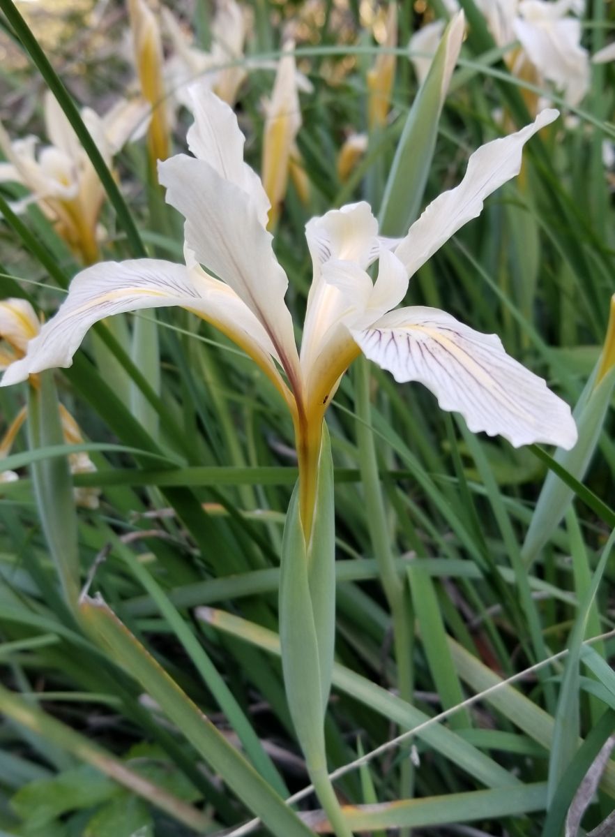 Iris fernaldii