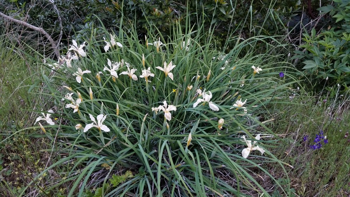 Iris fernaldii