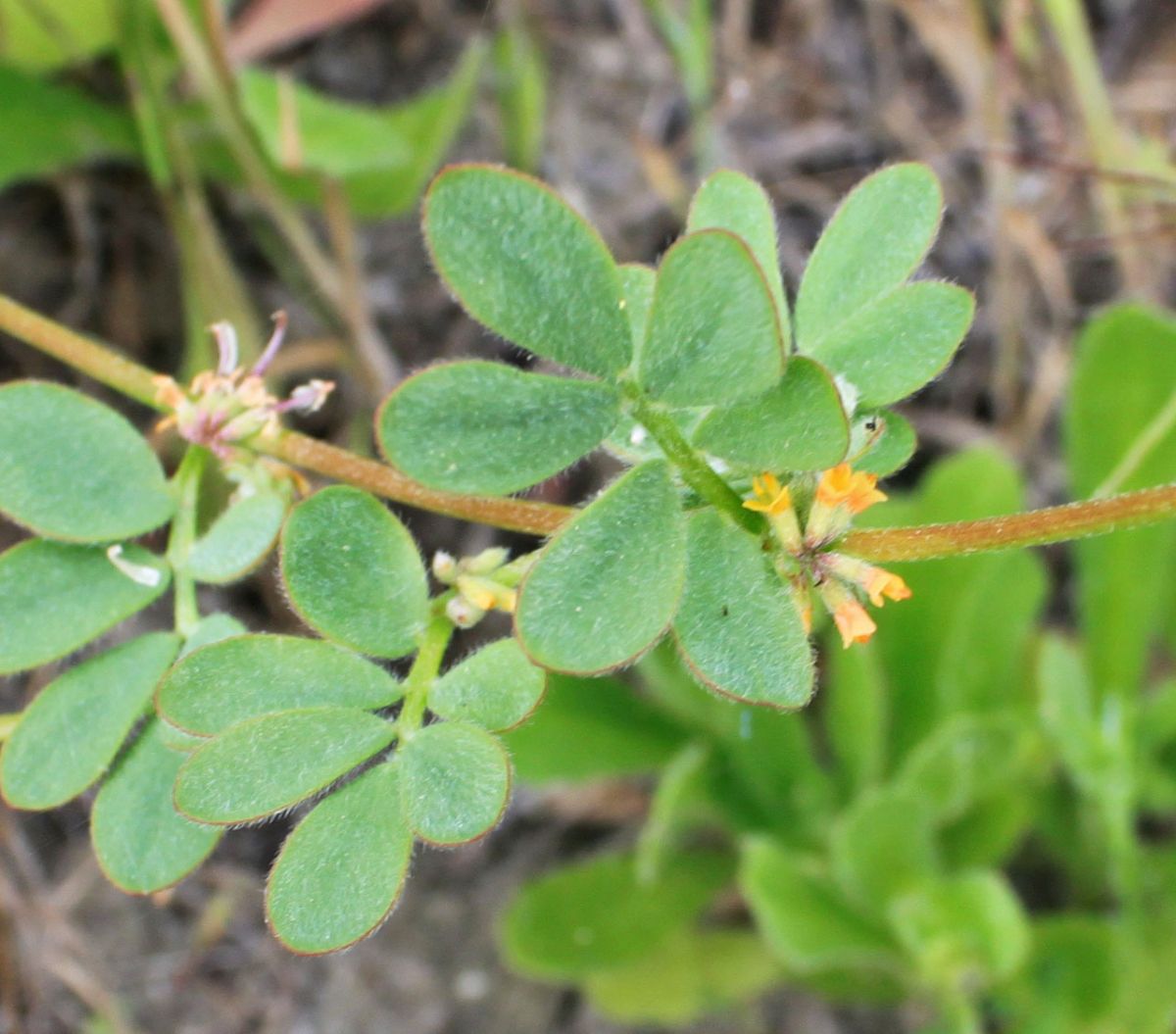 Acmispon micranthus