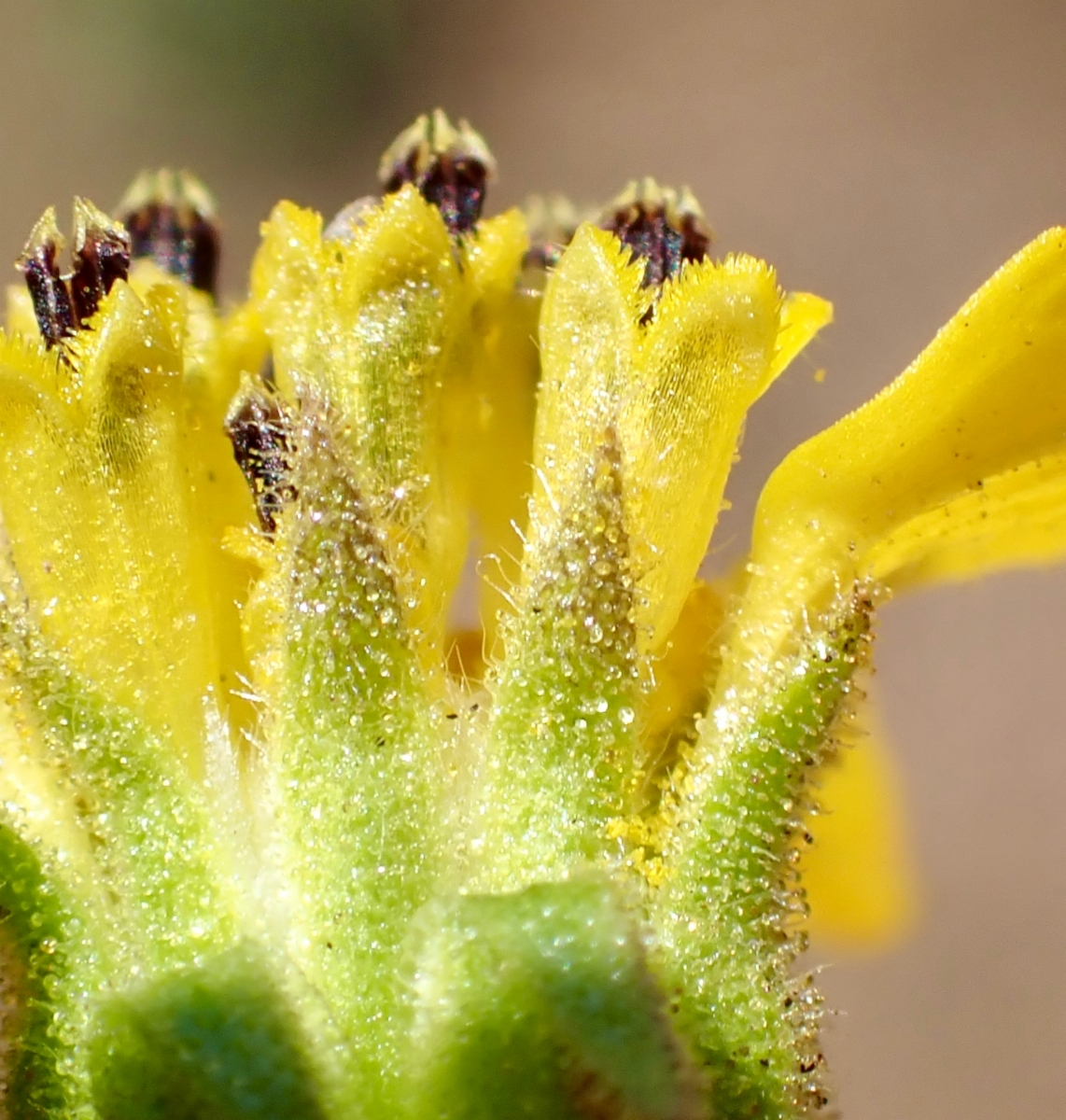 Deinandra paniculata