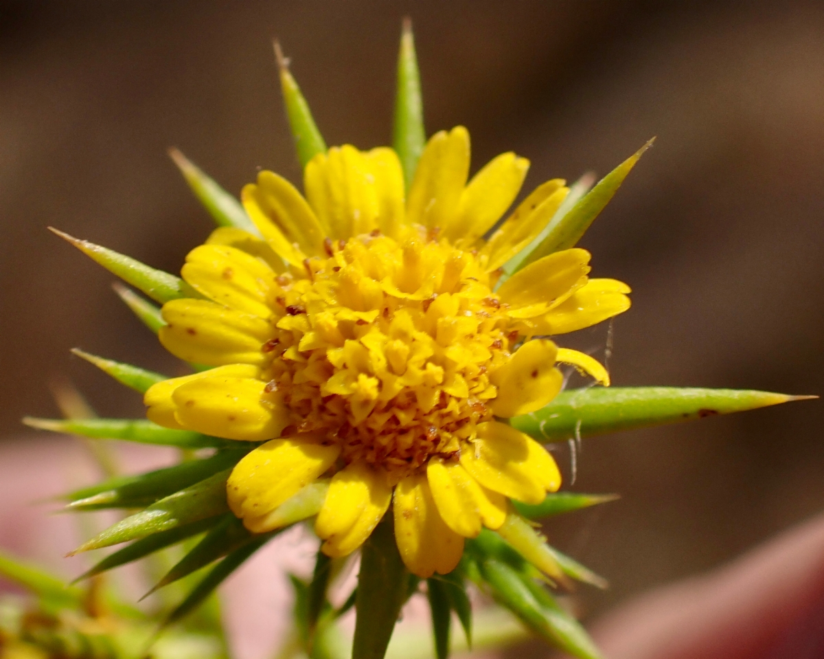 Centromadia parryi ssp. congdonii