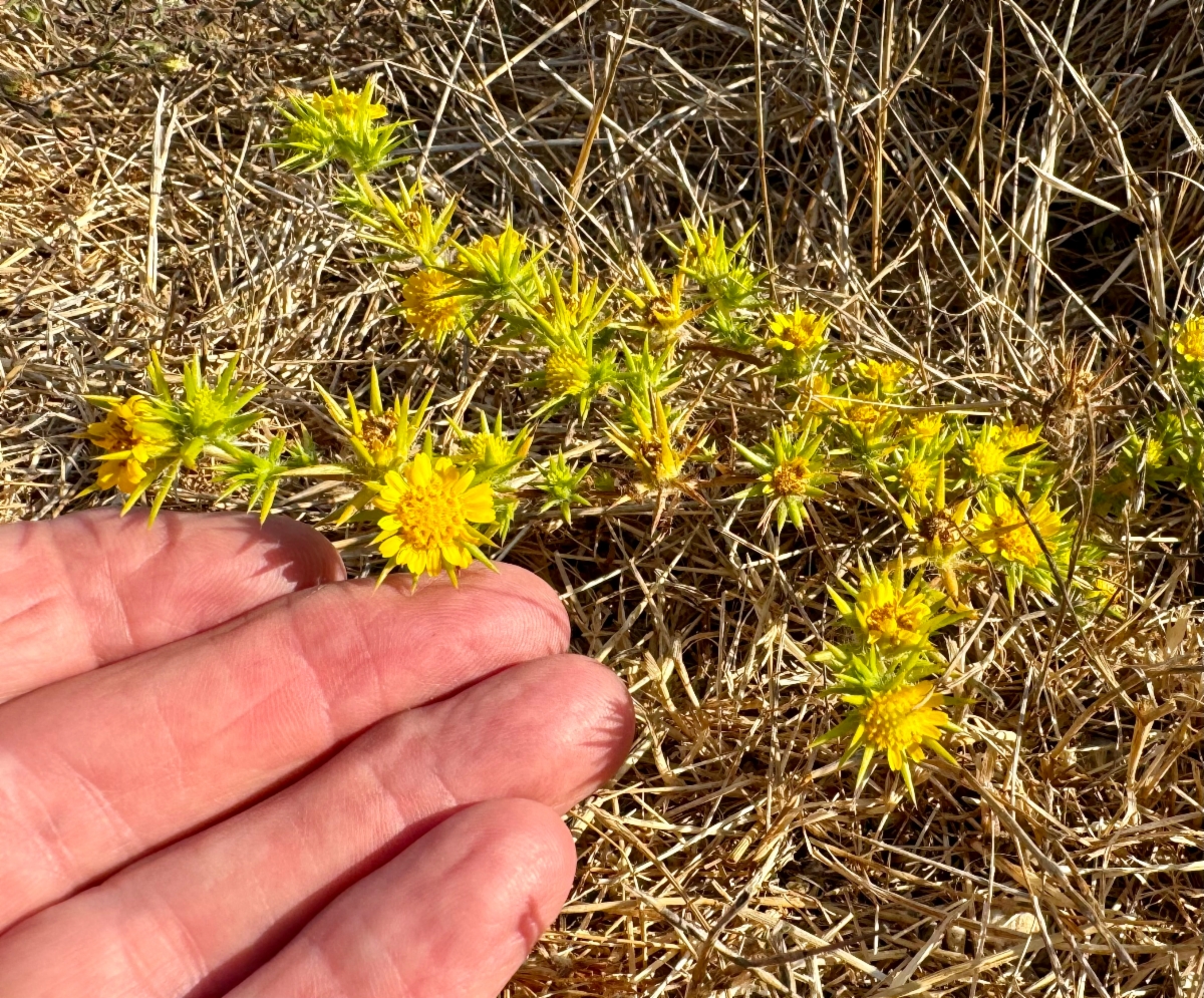 Centromadia parryi ssp. congdonii