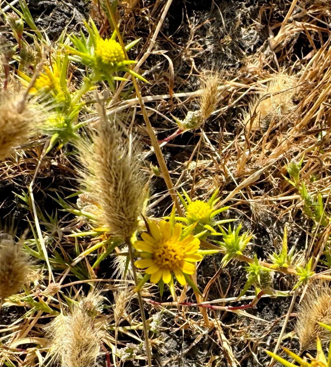 Centromadia parryi ssp. congdonii