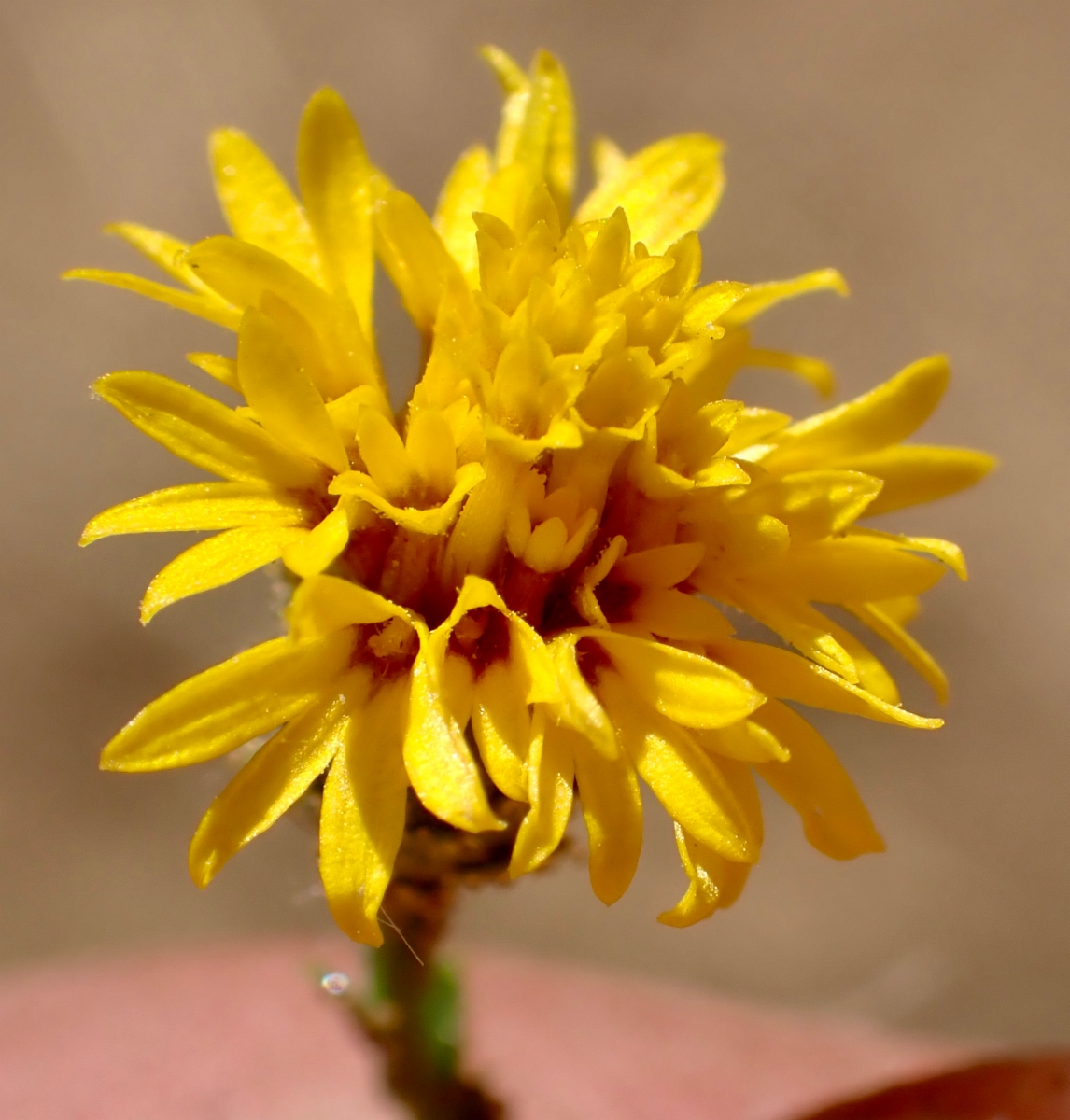 Lessingia glandulifera var. glandulifera