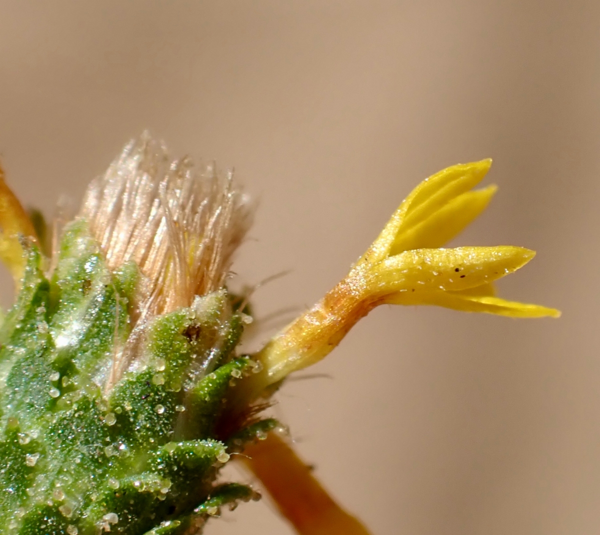 Lessingia glandulifera var. glandulifera