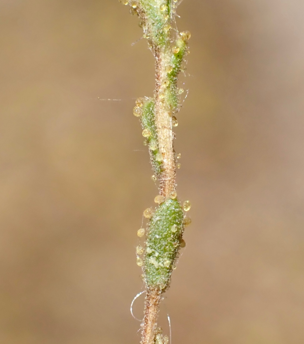 Lessingia glandulifera var. glandulifera