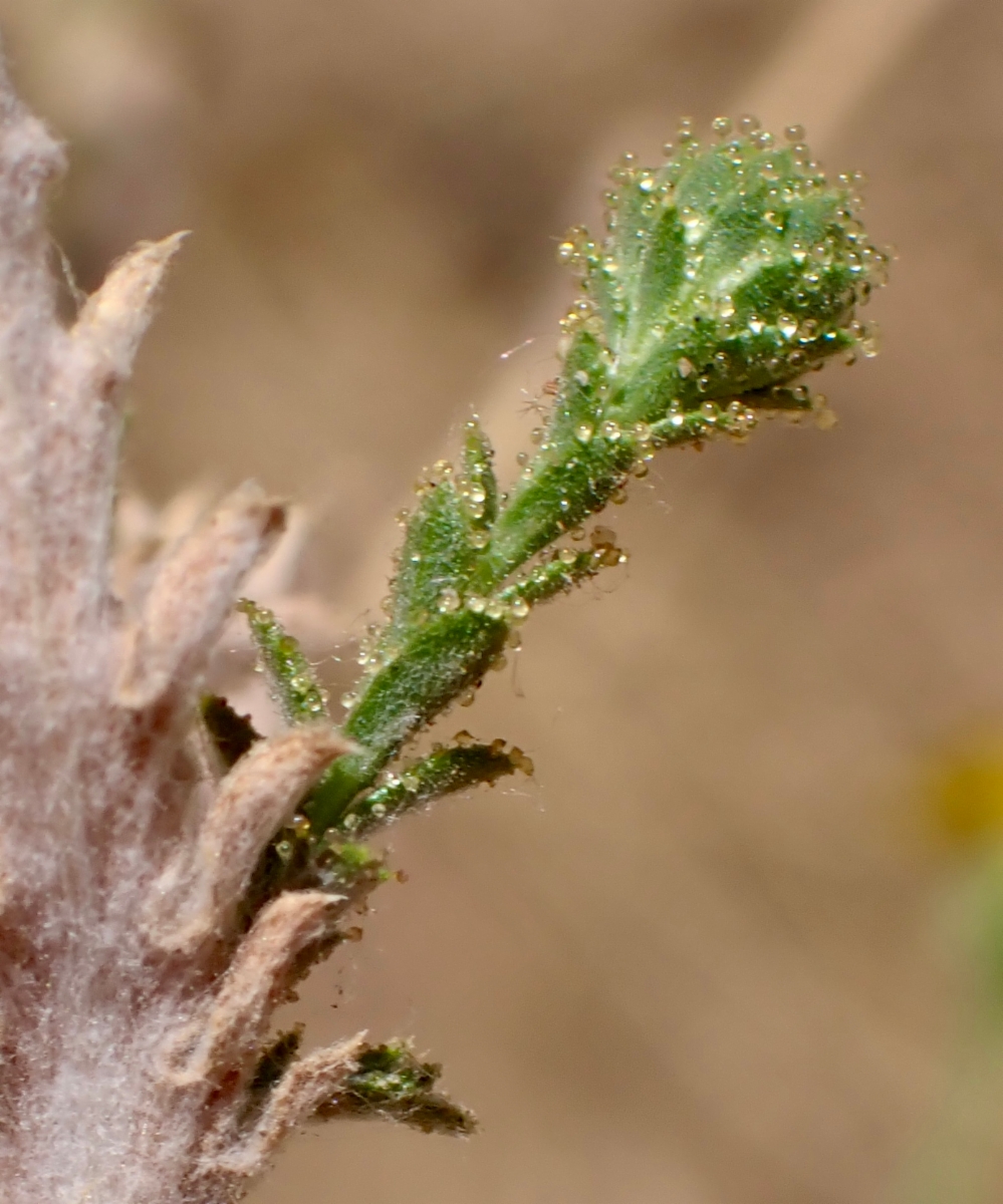 Lessingia glandulifera var. glandulifera