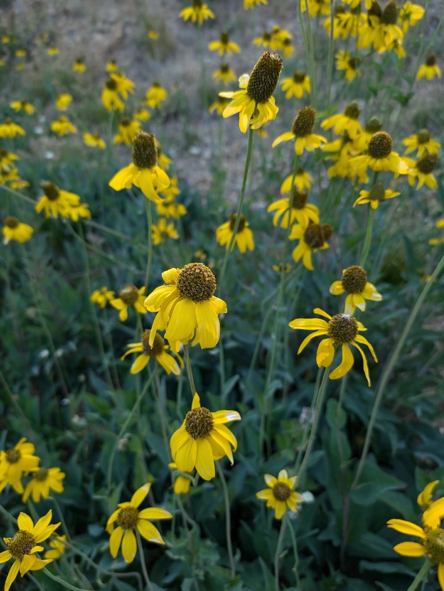 Rudbeckia klamathensis