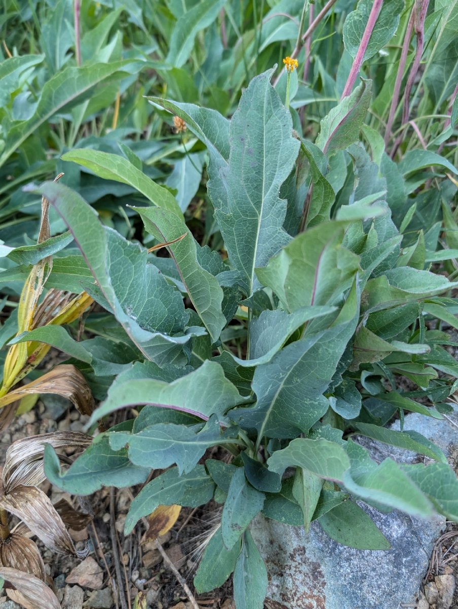 Rudbeckia klamathensis