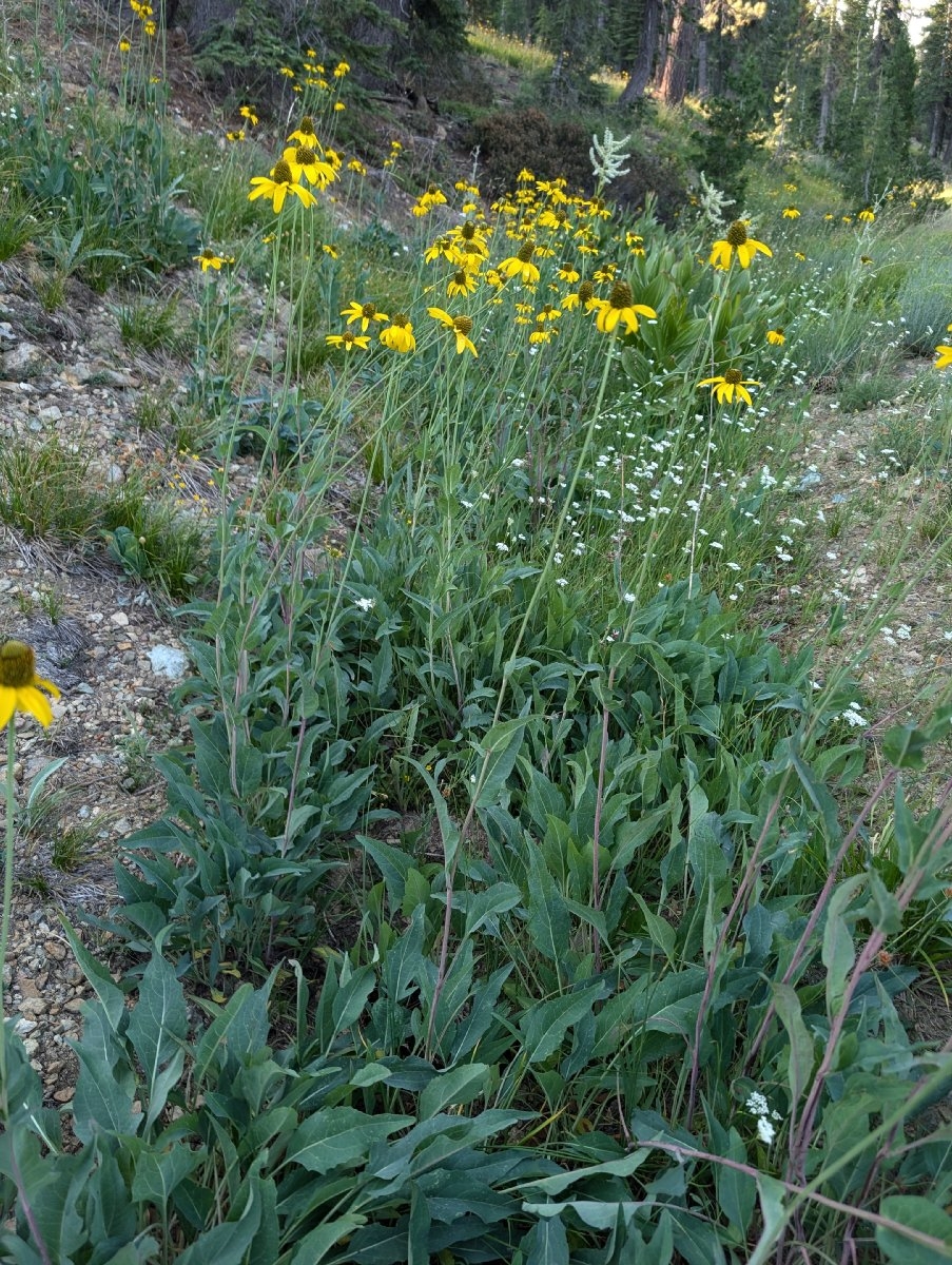 Rudbeckia klamathensis