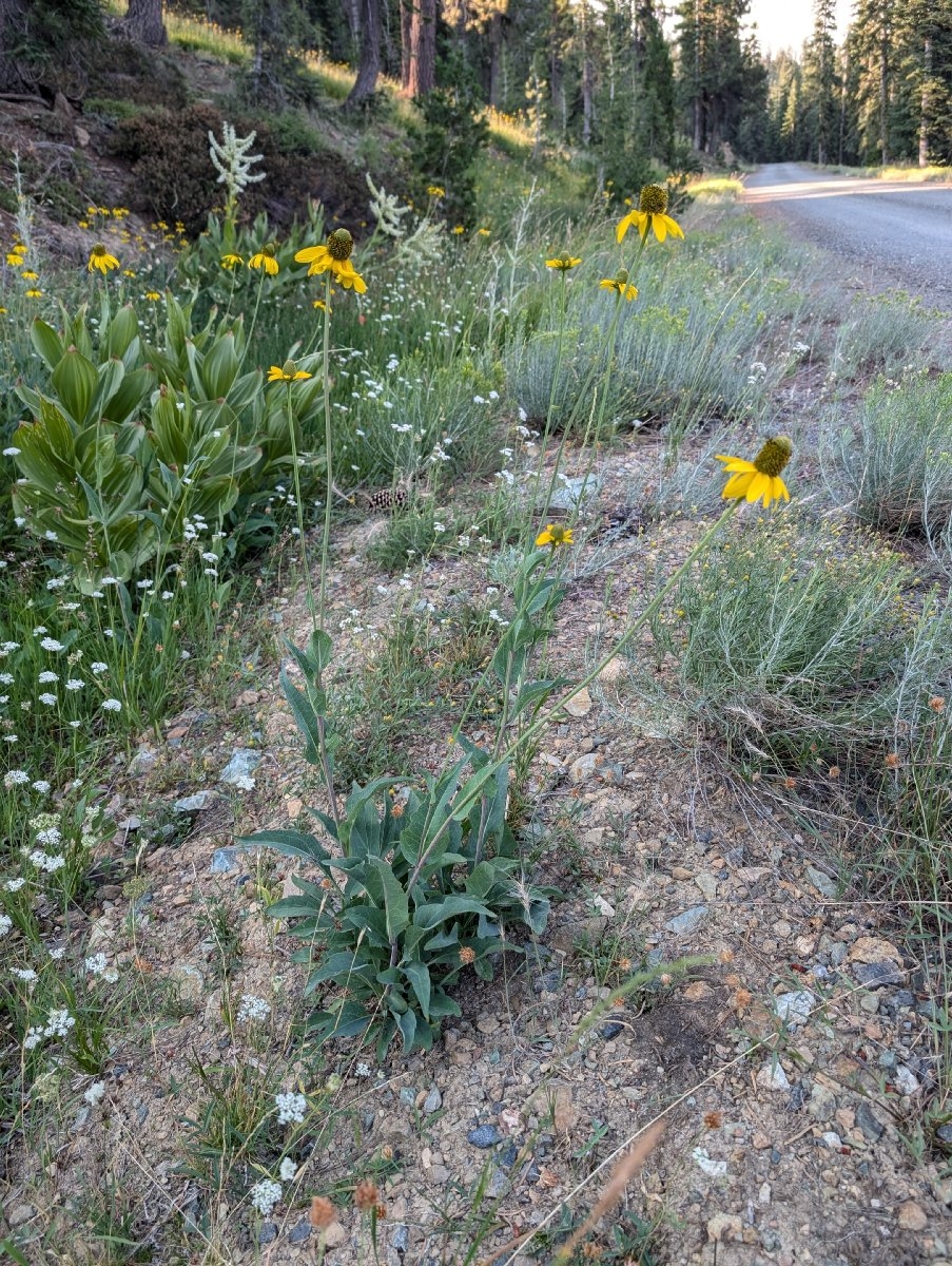 Rudbeckia klamathensis