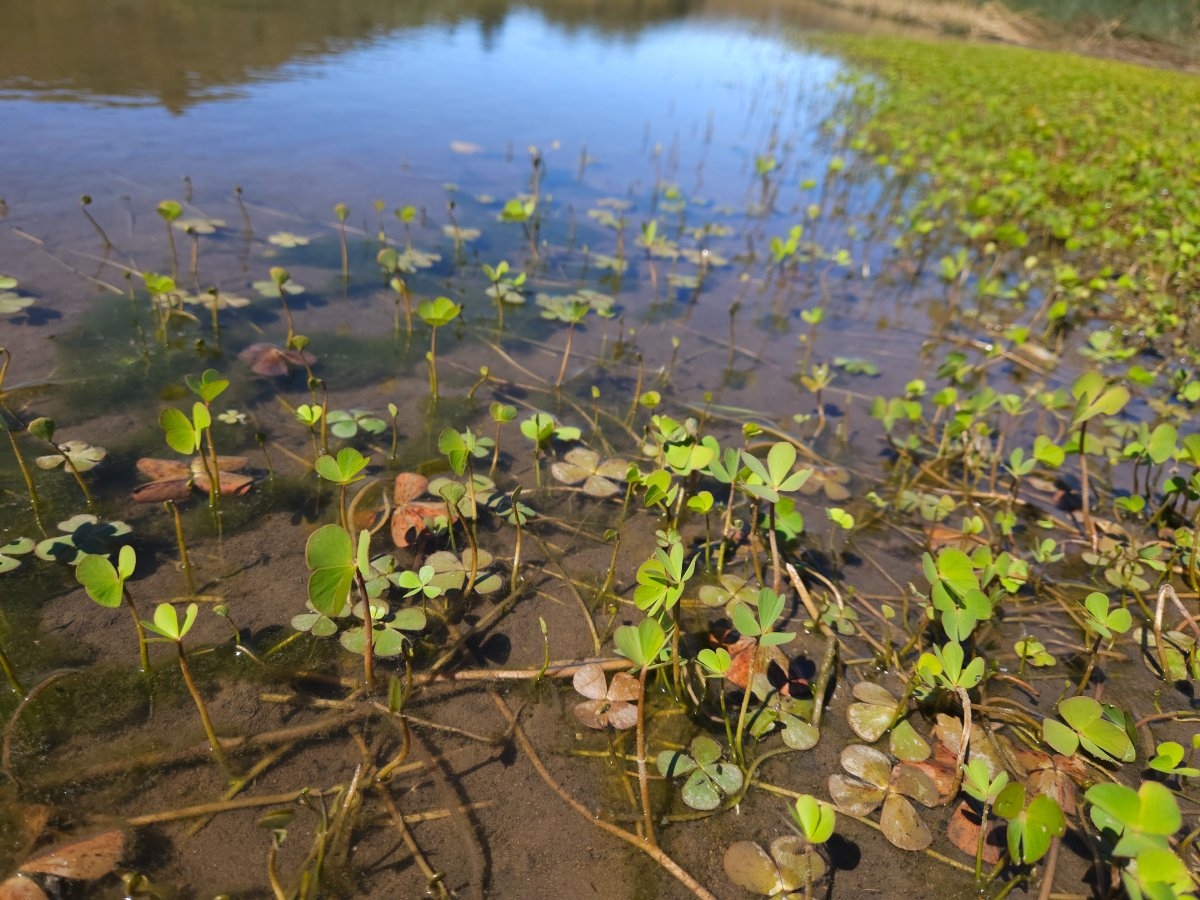 Marsilea vestita ssp. vestita