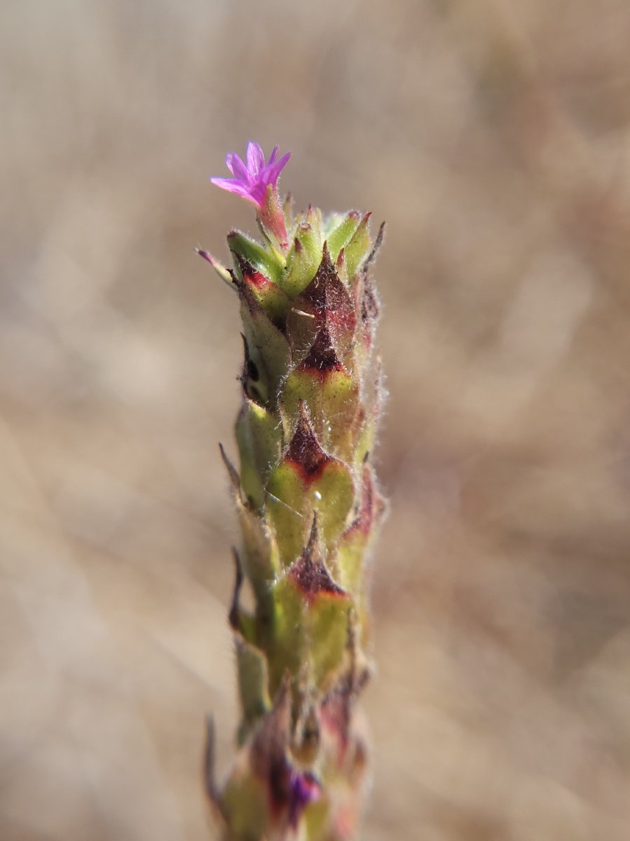 Epilobium densiflorum